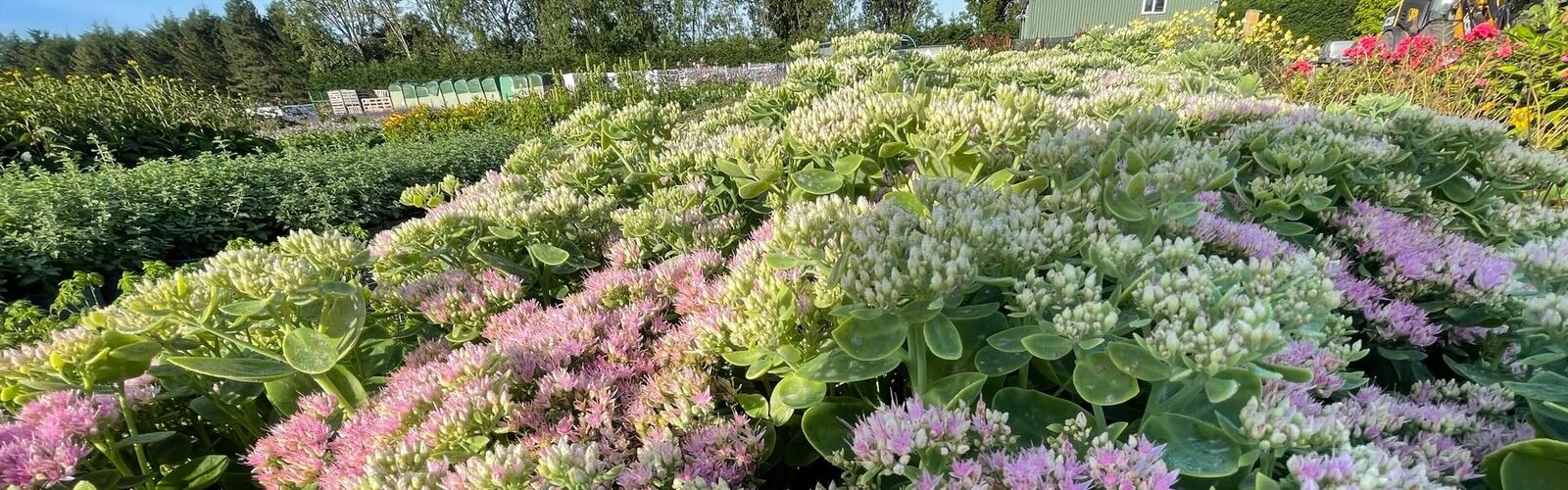 Nursery landscape 2