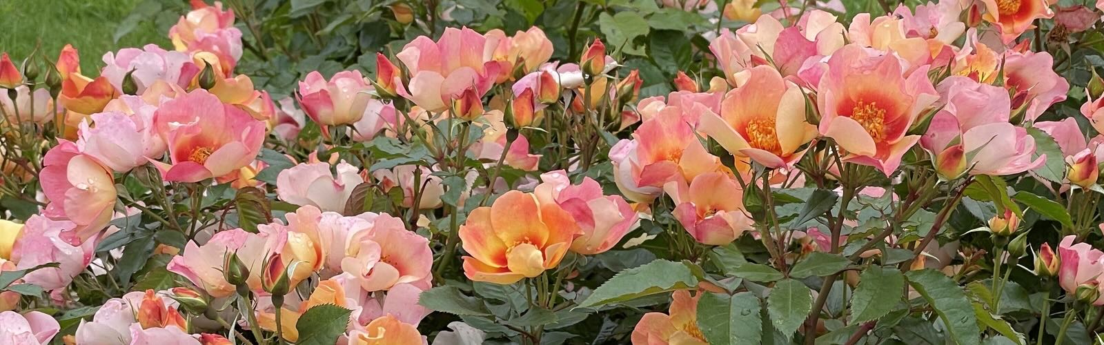 Roses